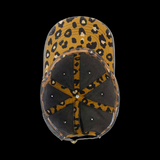 PRE-SALE: GCA Softball 803 Ladies Pony Tail Hat (2 Colors)